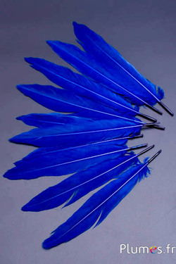 Faisan Swinhoe - 13-17 cm - bleu